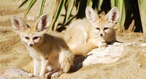 Fennec Fox Eating Bug