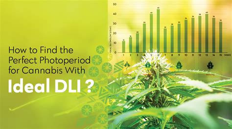 How To Find The Perfect Photoperiod For Cannabis With Ideal Dli Calive