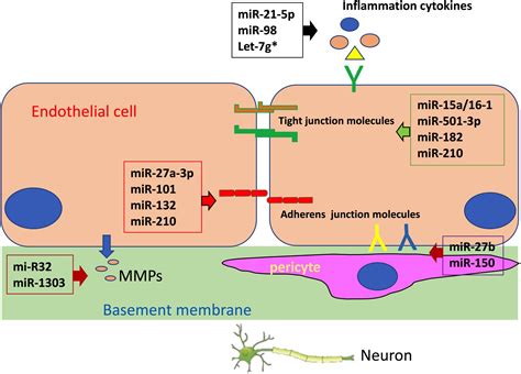 Frontiers Targeting MicroRNAs To Regulate The Integrity Of The Blood