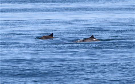 Joe Pender Wildlife Photography Western Rocks Today