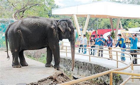 'New' Manila Zoo reopens | The Manila Times