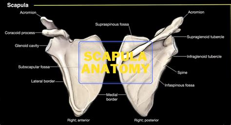 Medial Border Of Scapula