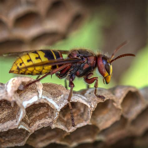 Yellow Jacket Control Nature Pacific Pest Services