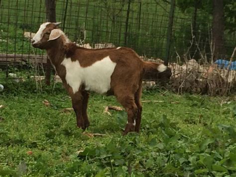 Arkansas Search For Goats