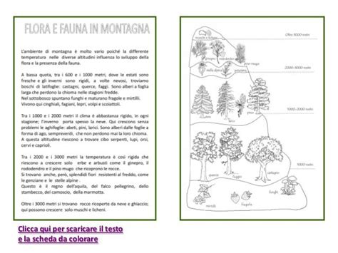 Flora e fauna della montagna Bambini geografia Attività geografia