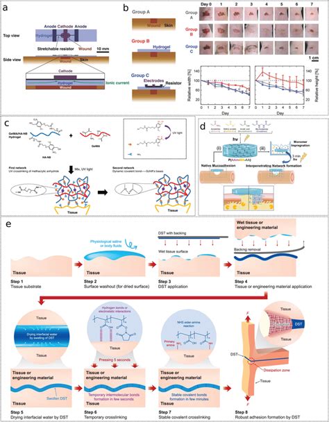 W‐bfc Wound Dressing And Hydrogel Adhesives For W‐bfc Wound Dressing