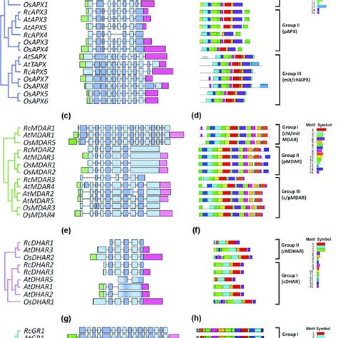 Exon Intron Structure And Conserved Motifs Analyses Of APX MDAR DHAR