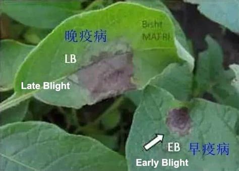 What's difference between early blight and late blight?