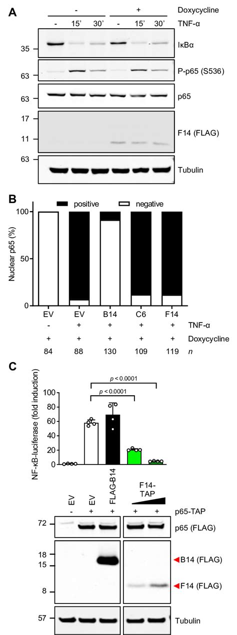 F Inhibits Nf B At Or Downstream Of P A Immunoblotting Of