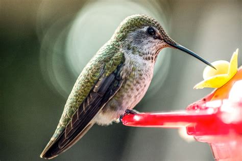 Hummingbird Feeding FAQs | Audubon