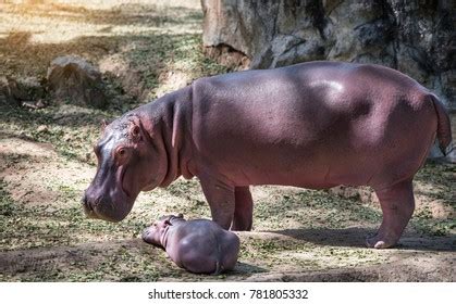 Hippopotamus Baby Zoo Stock Photo 781805332 | Shutterstock