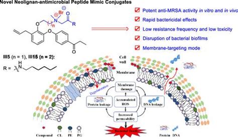 Membrane Targeting Neolignan Antimicrobial Peptide Mimic Conjugates To