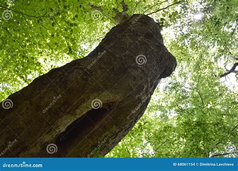 Silhouette Of Nude Eucalyptus Tree In Black And White Stock Photo CartoonDealer