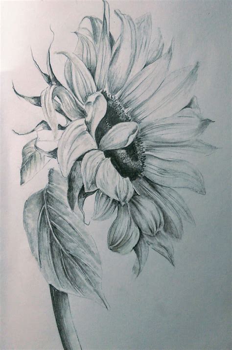 Sunflower Drawings In Pencil