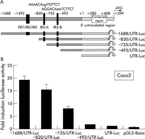 Human Ileal Bile Acid Transporter Gene Asbt Slc10a2 Is Transactivated