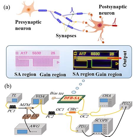 Multi Synaptic Photonic Spiking Neural Networks Based On A DFB SA Chip