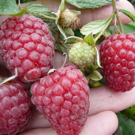 Малина Херитейдж (Однолетний, ОКС) - купить Саженцы малины в Киеве и ...