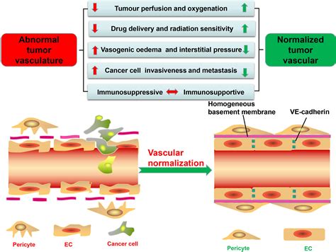 Frontiers Vascular Normalization A New Window Opened For Cancer