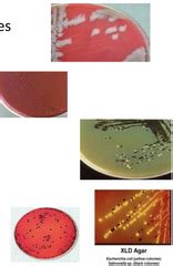 BMS 536 Applied Clinical Microbiology Gastrointestinal Tract