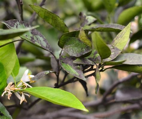 Most Common Citrus Pests & Diseases | Love The Garden