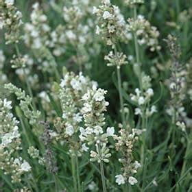 Lavandula Angustifolia Ellagance Snow Blomidon Nurseries