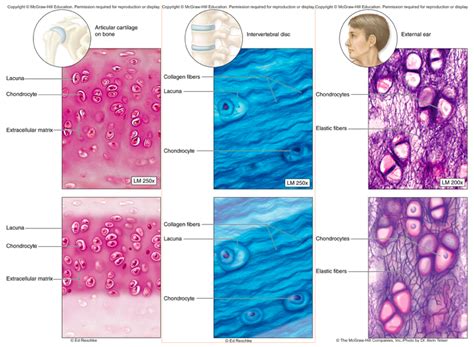 Chapter 4 Supporting Connective Tissues Diagram Quizlet