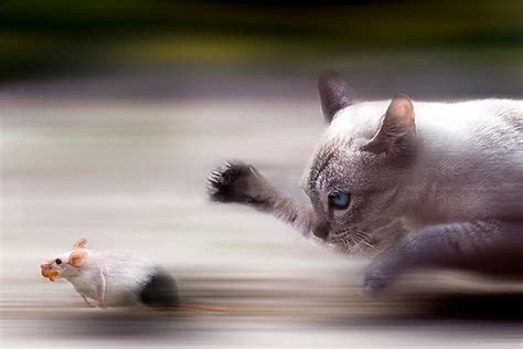 Ultra Fast Cat - trying to catch an ultra fast mouse