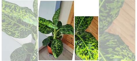 Диффенбахия рефлектор купить в Ангарске | Товары для дома и дачи | Авито