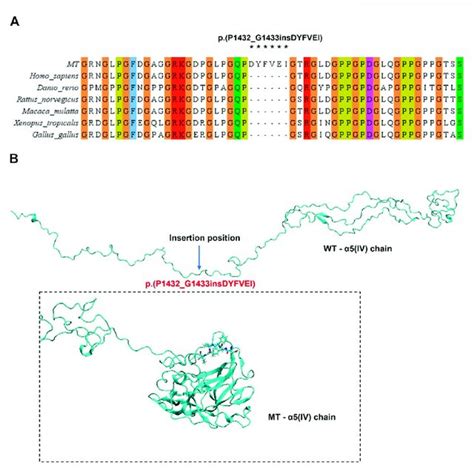 Analysis Of COL4A5 Mutations A Evolutionary Conservation Of Amino