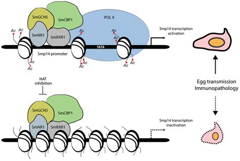 Proposed Model Of The Acetylation Dependent Activation Of Smp