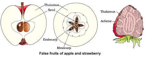 Sexual Reproduction In Flowering Plants Notes Class 12 Part 3 Fertilization And Post