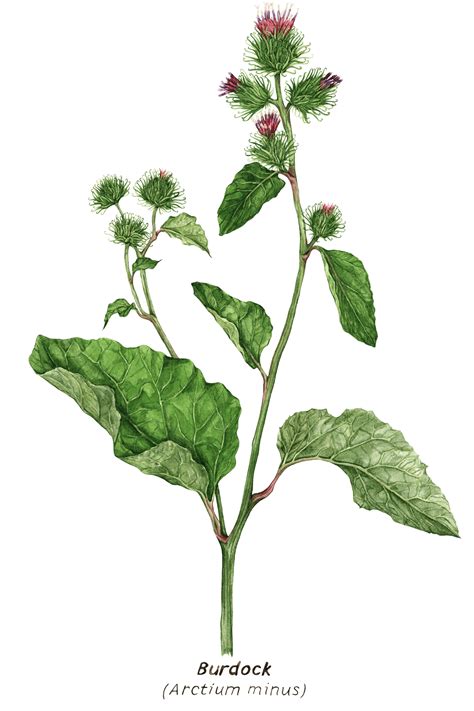 Burdock Plant Drawing