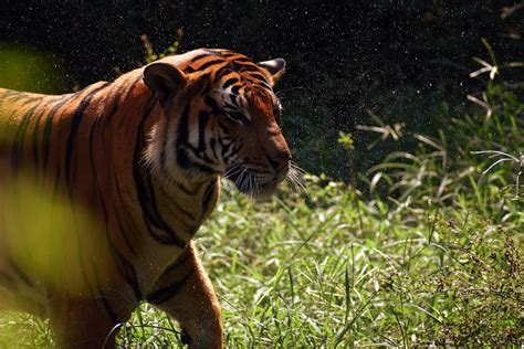 Tiger Tier Zoo Große Kostenloses Foto auf Pixabay