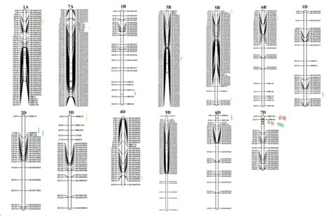 Genetic Linkage Map And Qtl Positions Identified In A B And D