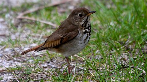 The great North American bird migration passes through Mississauga ...