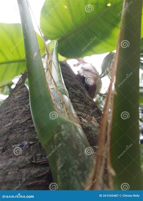 Batang Bunga Yang Tumbuh Di Atas Pohon Pinang Di Taman Cattelya Jakarta