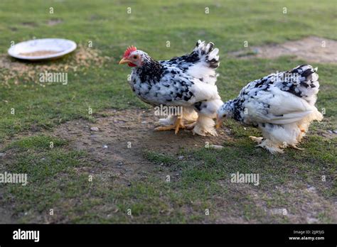 Cochin China Mottled Bantam Chickens Roaming Freely In The Grass Stock