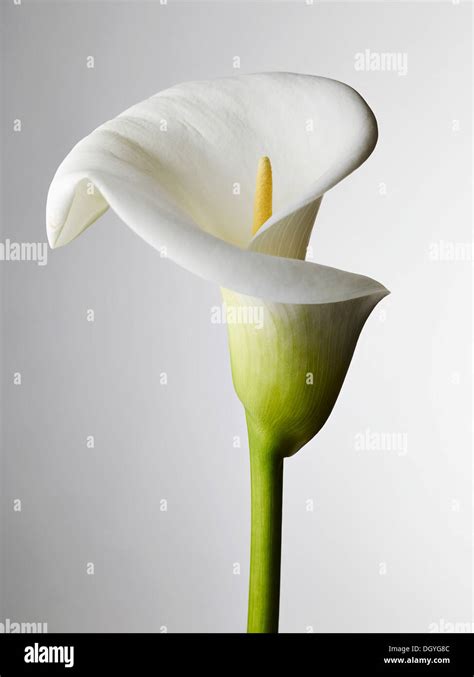 A Close Up Of A Calla Lily Stamen Visible Stock Photo Alamy