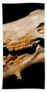 Dinohyus Skull Fossil, 20 Million Years Photograph by Millard H. Sharp