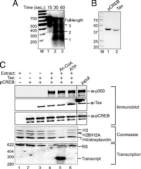 The Coactivators Cbp P And The Histone Chaperone Nap Promote