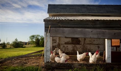 The Importance of a Chicken Coop | Talmage Farm Agway