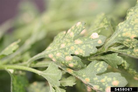 Chrysanthemum White Rust Puccinia Horiana