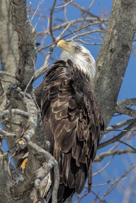 Bald Eagle Subadult Iv View In Original Size Flickr Flickr