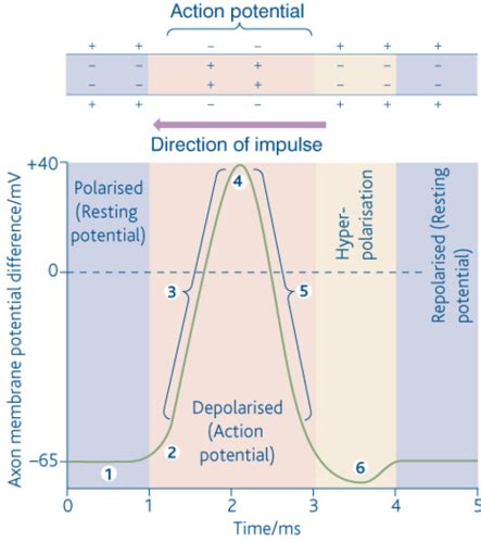 The Action Potential Flashcards Quizlet