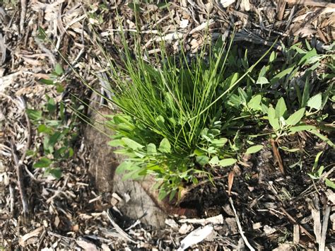 Re-establishment of salt marsh plants | Friends of Herring River