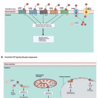 S P Receptor And Receptor Independent Signaling A Sphk Catalyzes