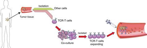 Frontiers Engineered Tcr T Cell Immunotherapy In Anticancer Precision