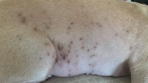 brown scabs on my dog’s belly : r/vet