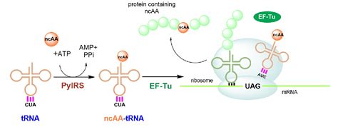 Pdf Pyrrolysyl Trna Synthetase An Aminoacyl Trna Synthetase For