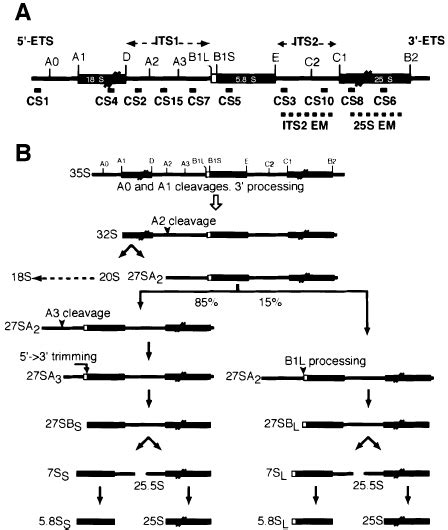 Simpli®ed Maturation Scheme For Rrna In Yeast Adapted From Venema And